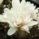 Bulbi Branduse Alboplenum Alba (Colchicum) plantare bulbi brandusa de toamna alboplenum