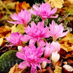 Bulbi Branduse Waterlily (Colchicum) Bulbi Branduse Waterlily (Colchicum)