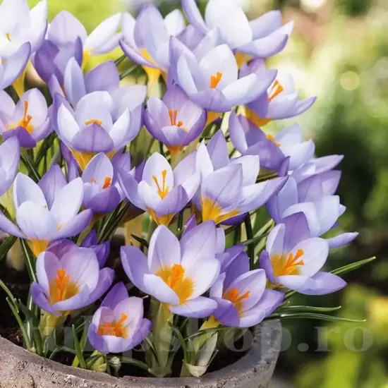 Bulbi Branduse Sieberi Firefly (Crocus) plantare bulbi brandusa firefly gradina