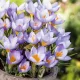 Bulbi Branduse Sieberi Firefly (Crocus) plantare bulbi brandusa firefly gradina