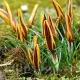 Bulbi Branduse Angustiflolius (Crocus) plantare bulbi brandusa galbena dungata