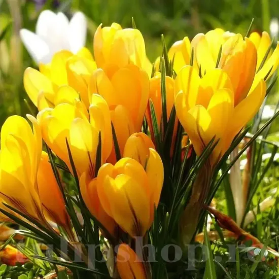 Bulbi Branduse Golden Yellow (Crocus) plantare bulbi brandusa galbena gradina