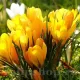 Bulbi Branduse Golden Yellow (Crocus) plantare bulbi brandusa galbena gradina