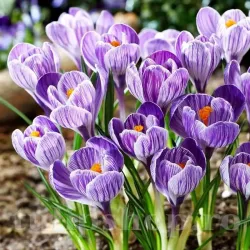 Bulbi Branduse King of Striped (Crocus) Bulbi Branduse King of Striped (Crocus)