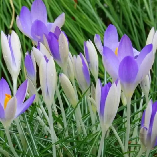 plantare bulbi brandusa lilac beauty gradina
