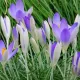 plantare bulbi brandusa lilac beauty gradina