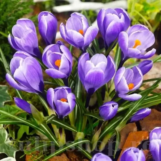 Bulbi Branduse Grand Maitre (Crocus) plantare bulbi brandusa mov deschis