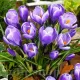 Bulbi Branduse Grand Maitre (Crocus) plantare bulbi brandusa mov deschis