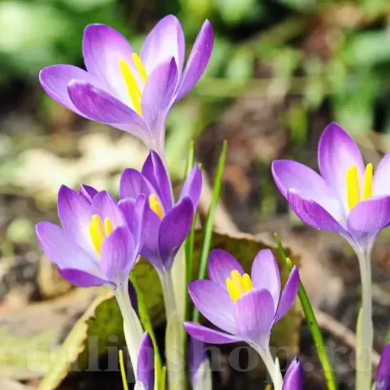 Bulbi Branduse Whitewell Purple (Crocus) plantare bulbi brandusa mov exterior
