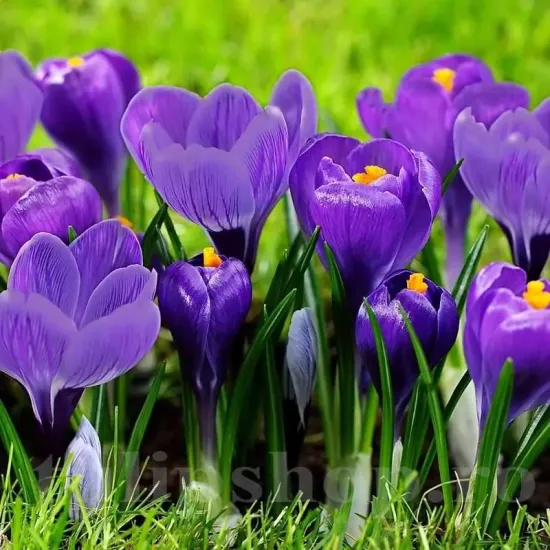 Bulbi Branduse Remembrance (Crocus) plantare bulbi brandusa mov remembrance