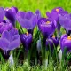 Bulbi Branduse Remembrance (Crocus) plantare bulbi brandusa mov remembrance