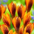 Bulbi Branduse Orange Monarch (Crocus) plantare bulbi brandusa portocalie gradina 110x110