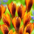 Bulbi Branduse Orange Monarch (Crocus)