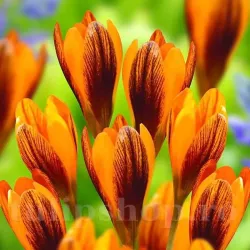 Bulbi Branduse Orange Monarch (Crocus)