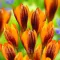 Bulbi Branduse Orange Monarch (Crocus)