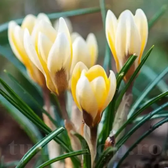 Bulbi Branduse Romance (Crocus) plantare bulbi brandusa romance gradina