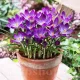 Bulbi Branduse Ruby Giant (Crocus) plantare bulbi brandusa ruby giant gradina