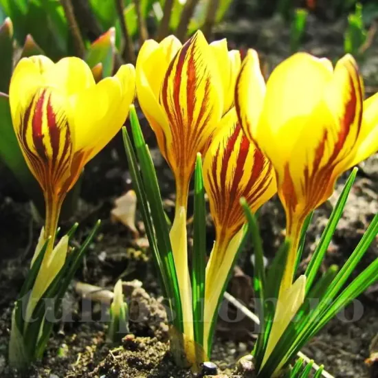 Bulbi Branduse Saturnus (Crocus) plantare bulbi brandusa saturnus gradina