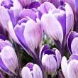 Bulbi Branduse Striped Bird (Crocus) plantare bulbi brandusa striped bird gradina 110x110