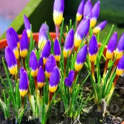Bulbi Branduse Sieberi Tricolor (Crocus)