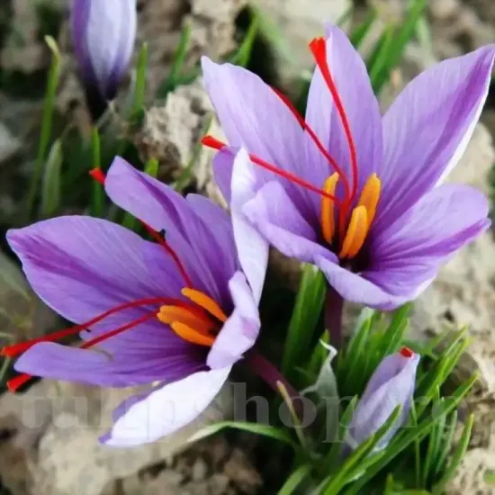 Bulbi Branduse Sativus Sofran (Crocus) plantare bulbi sofran brandusa autentica