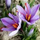 Bulbi Branduse Sativus Sofran (Crocus) plantare bulbi sofran brandusa autentica