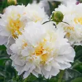 Bulbi Bujori Cheddar Cheese (Paeonia)