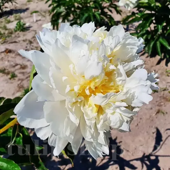 bulbi bujor cheddar cheese1