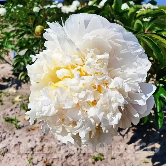 bulbi bujor cheddar cheese2