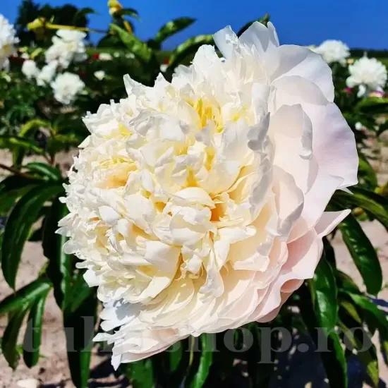 bulbi bujor cheddar cheese3