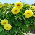 Bulbi Bujori High Noon (Paeonia)