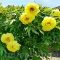Bulbi Bujori High Noon (Paeonia)
