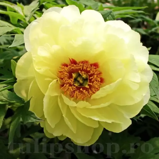 bulbi bujor high noon1