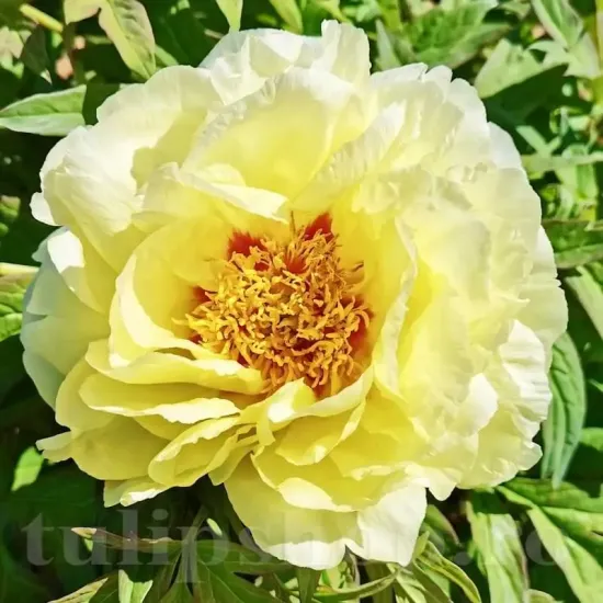 bulbi bujor high noon2