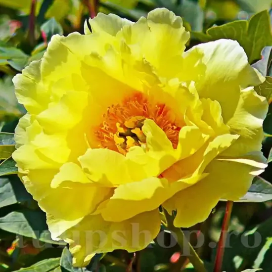 bulbi bujor high noon3