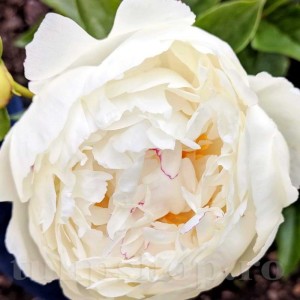 Bulbi Bujori Mary E. Nicholls (Paeonia)