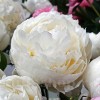 Bulbi Bujori Mary E. Nicholls (Paeonia)