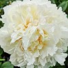Bulbi Bujori Mary E. Nicholls (Paeonia)