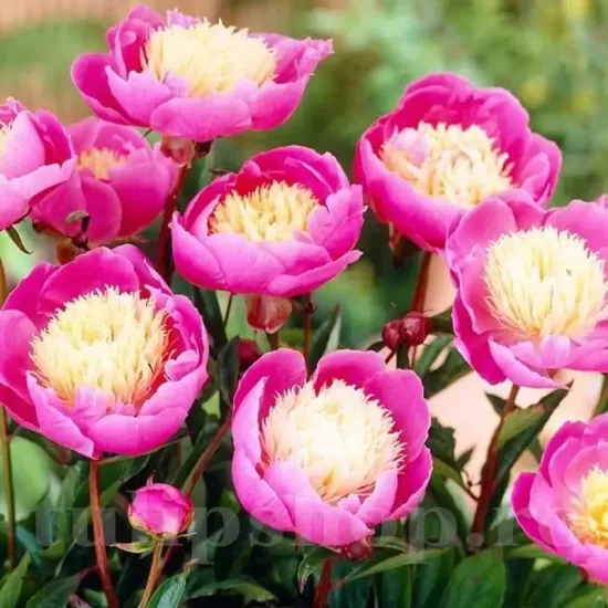 bulbi bujori bowl of beauty