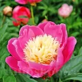 Bulbi Bujori Bowl of Beauty (Paeonia)