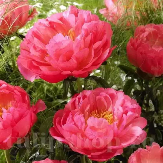 bulbi bujori coral sunset1