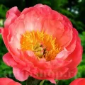 Bulbi Bujori Coral Sunset (Paeonia)