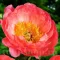 Bulbi Bujori Coral Sunset (Paeonia)