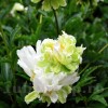 Bulbi Bujori Green Lotus (Paeonia)