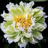 Bulbi Bujori Green Lotus (Paeonia)