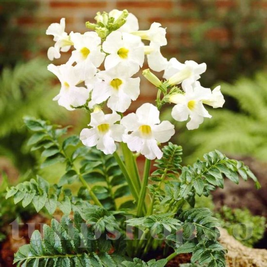 Bulbi Incarvillea Alba Bulbi Incarvillea Alba