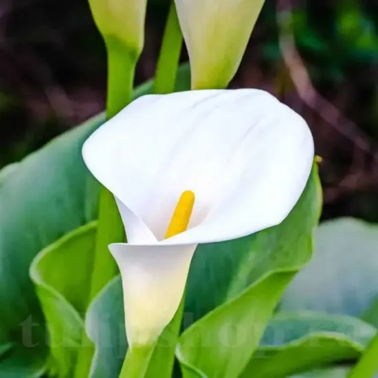 amenajare ghiveci cala albomaculata alba superioara