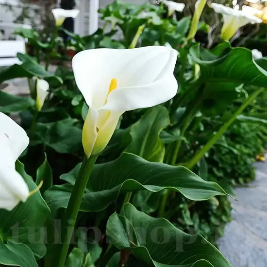 bulbi cala albomaculata alba gradina