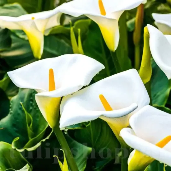 bulbi cala albomaculata vigurosi calitate 1