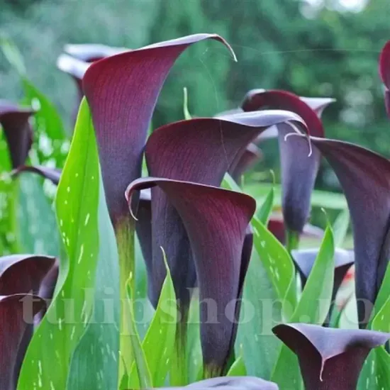 bulbi cala caruso vigurosi calitate 1